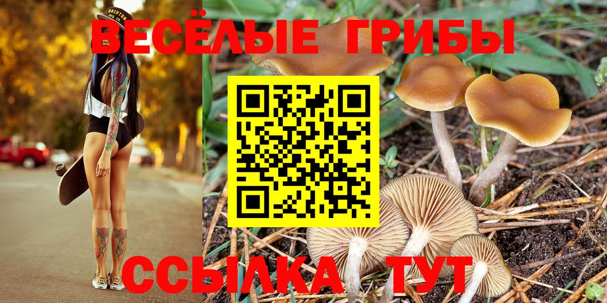 что такое   Вход с VPN  Кропоткин  Галлюциногенные грибы Psilocybe 